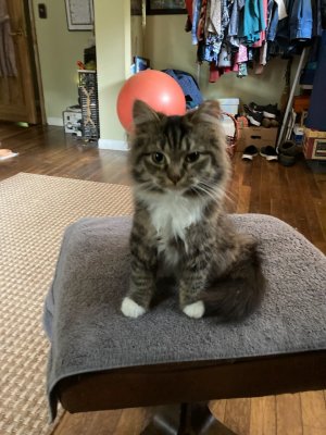 Lynx.jpg