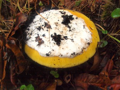 Amanita Calyptroderma (4).JPG