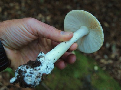 Amanita Phalloides (10).JPG