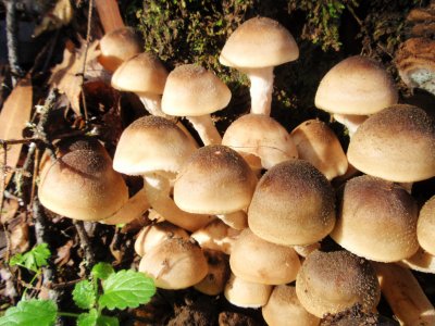 Armillaria Mellea (43).JPG