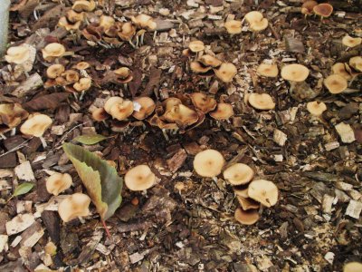 Psilocybe cyanescens (59).JPG