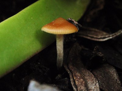 Psilocybe cyanescens (70).JPG