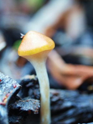 Psilocybe Cyanesens (22).JPG