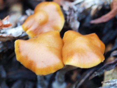 Psilocybe Cyanesens (27).JPG