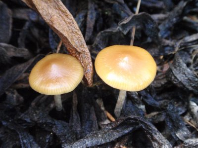 Psilocybe Cyanesens (70).JPG