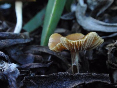 Psilocybe Cyanesens (100).JPG