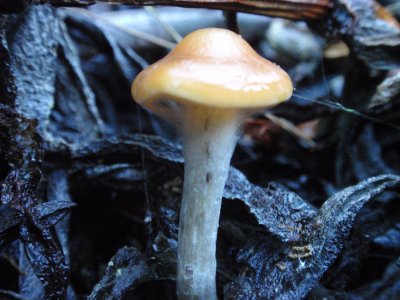 Psilocybe Cyanesens (152).JPG