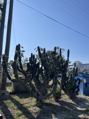 IMG_6551.jpeg