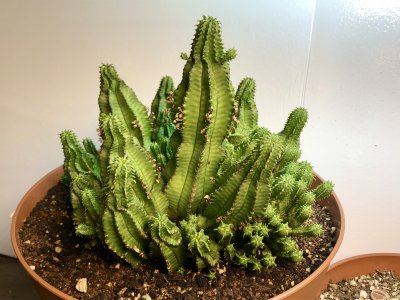 IMG_8063.jpeg