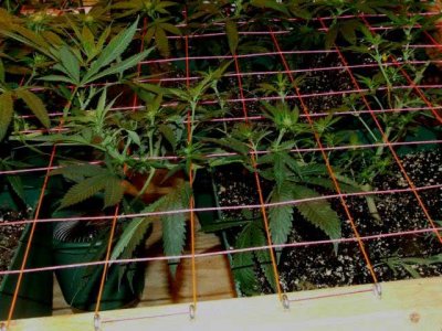 real-scrog-training.jpg