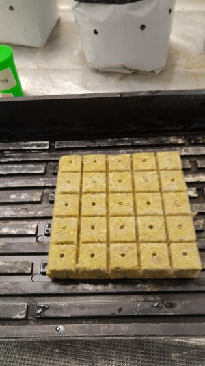 17180736171833628309620580523033.jpg