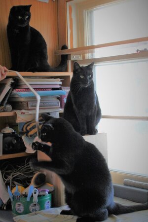 3cats1.jpg 3cats1.jpg