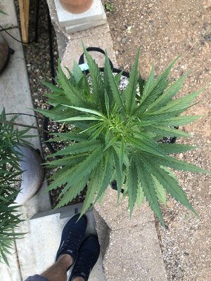 IMG_6942.jpeg