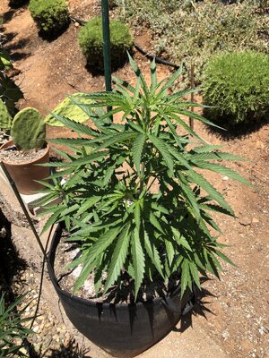 IMG_7095.jpeg