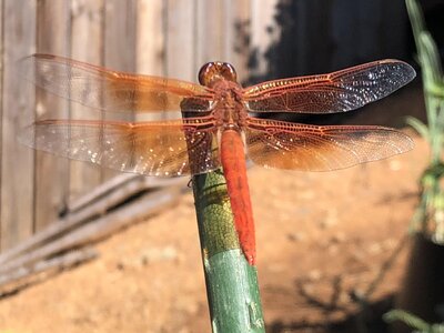 IMG_7067.jpeg