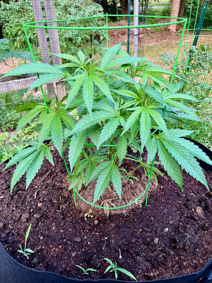Sour Diesel 23JUN24.png Sour Diesel 23JUN24.png