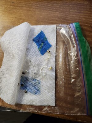 Germinated Auto seeds in paper towel.jpg