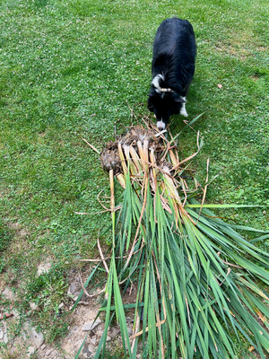 cattails inspector.png cattails inspector.png