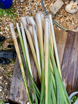 clean cattails.png clean cattails.png