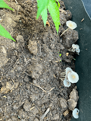 Morning Shrooms.png Morning Shrooms.png