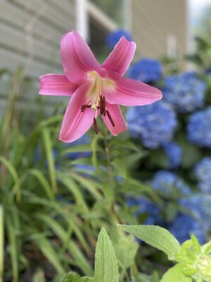 IMG_6910.jpeg