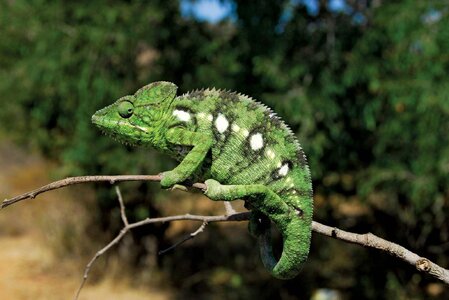 Chameleon-branch-Madagascar.jpg