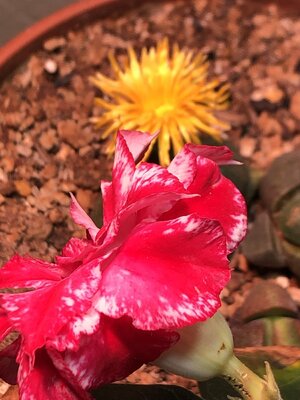 IMG_7172.jpeg
