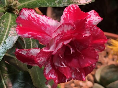 IMG_7171.jpeg