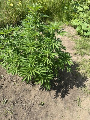 IMG_1849.jpeg