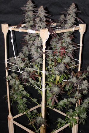 rolling trellis.JPG rolling trellis.JPG