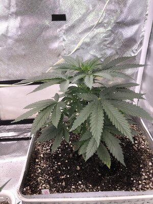 IMG_0603.jpeg
