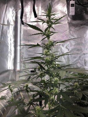 IMG_0858.jpeg