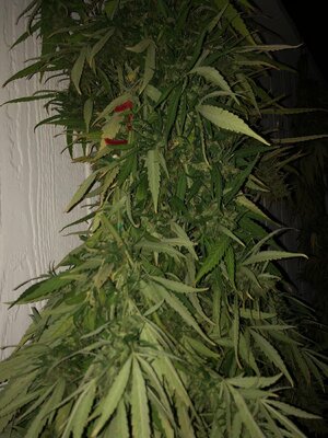 IMG_0958.jpeg