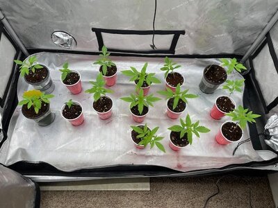 Plants1.jpg Plants1.jpg