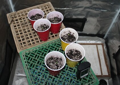 Oct 16 new seedlings.JPG