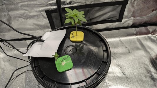 1729650521902.jpeg