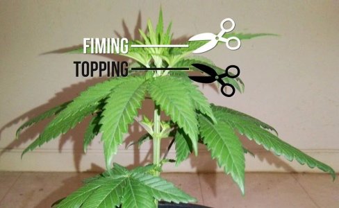 topping vs fimming jpg.jpg