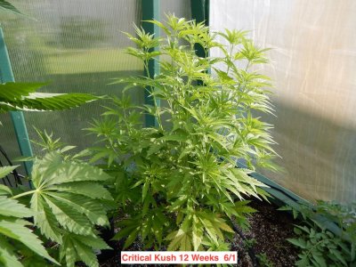 Critical Kush 12 wks.jpeg