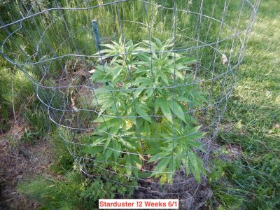 Starduster  12 wks.jpeg