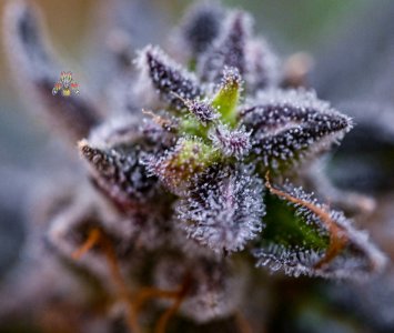 Black Velvet - Nikon zweek 8-10.jpg