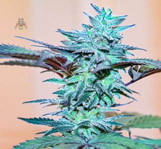 haole moonshine #3- Nikon zweek 8.jpg