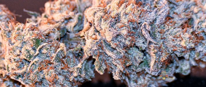 Haole Moonshine #2 10Nikon z-5.jpg