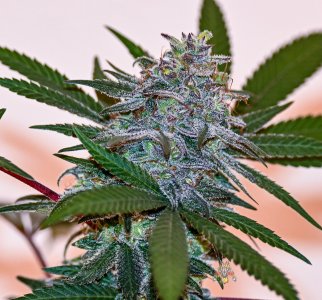 blackberry moonshine bx1 week 9 10Nikon z-5.jpg