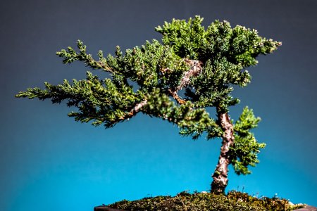 JuniperBonsai.jpg