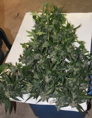 BBMoonshine 1 plant69days.JPG