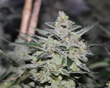 Blackberry moonshine 75 days a.JPG Blackberry moonshine 75 days a.JPG