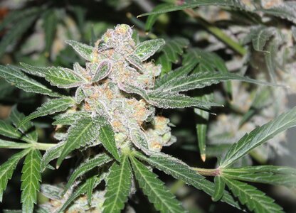 Blackberry moonshine 75 days c.JPG Blackberry moonshine 75 days c.JPG