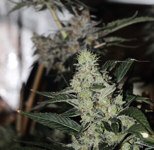 Blackberry moonshine 75 days diffsort.JPG Blackberry moonshine 75 days diffsort.JPG