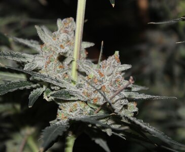 Blackberry moonshine 75 days lowers.JPG Blackberry moonshine 75 days lowers.JPG