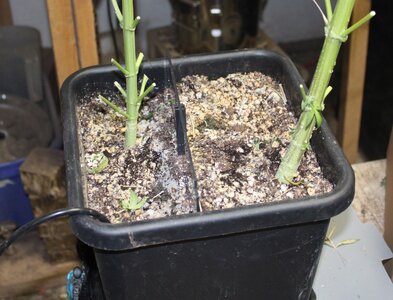 pots with air and without1.JPG pots with air and without1.JPG